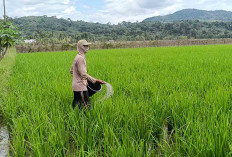 Pupuk Subsidi Saat Ini Makin Mudah Didapat Petani Musi Rawas 