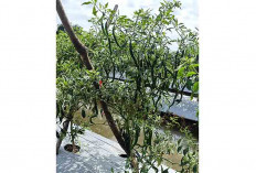 Harga Cabai Meroket, Petani asal Wonokerto Musi Rawas Tersenyum Lebar