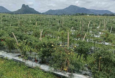 Petani Cabai di Musi Rawas Minta Solusi Pemerintah Agar Harga Cabai Merah Naik