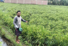  Petani Desa L Sidoharjo Tersenyum, Tanaman Padinya Tumbuh Maksimal