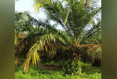 Perkebunan Sawit Makin Mendominasi, Lahan di Musi Rawas Terus Bertambah