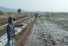Petani di Mataram Musi Rawas Diajak Percepatan Tanam Padi Serentak, Ternyata ini Kelebihannya