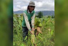 Petani Desa P1 Mardiharjo Sukses Tanaman 3.000 Batang Talas 