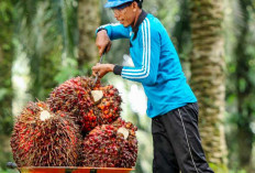 Turun Lagi Harga Sawit Sumsel, Periode II Menjadi Rp 3.405,49 Per Kg 