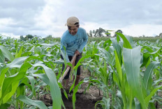 Di Musi Rawas, Sulit Dapat Air Petani Padi Sawah Beralih Tanam Jagung