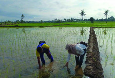 Pasca Tanam Padi  PPL Desa Satan Bersama Petani Lakukan Monitoring Hama