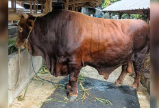 Linggo, Sapi Kurban Presiden Prabowo untuk Warga Kota Lubuk Linggau Disembelih di Masjid Nurul Iman