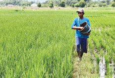 Kini Petani di Musi Rawas Tak Kesulitan Lagi dapat Pupuk Subsidi