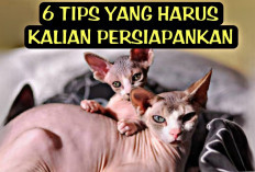 6 Tips yang Harus Disiapkan Untuk Memelihara Kucing Tanpa Bulu atau Kucing Sphynx, Kalian Sudah Siap?