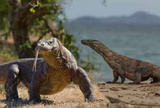 6 Pria Berhasil Ditangkap Setelah Mencoba Menyeludupkan Anak Komodo, Dijual Puluhan Juta