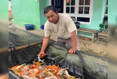 Budidaya Koi di Musi Rawas, Produksi Capai Puluhan Ribu Bibit untuk Sekali Tebar