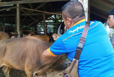 Antisipasi Penularan Penyakit Jembrana DTPHP Mura Ajukan 625 Dosis Vaksin Jembrana
