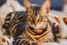 Sebagai Kucing Termahal di Dunia! Inilah 5 Fakta Menarik Kucing Ashera 