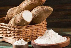 Singkong Bisa Diandalkan untuk Atasi Kanker ? Ini Faktanya 