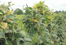 Daun Tanaman Kacang Panjang Menguning, Waspada Virus Mosaik Kuning 