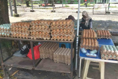 Harga Telur Tembus Rp58 Ribu per Karpet, Pedagang Kecil di Pinggir Jalan Tetap Bertahan
