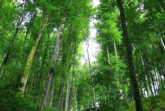 6 Kabupaten di Sumsel Menunjukkan Tingkat Deforestasi Tinggi, Termasuk Muratara