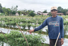Petani Cabai di E Wonokerto Musi Rawas Keluhkan Serangan Hama Lalat 