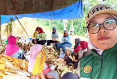 PPL di Musi Rawas Ajak Petani Jual Hasil Jagung ke Bulog