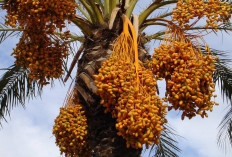 Buah Kurma Sikecil Yang Banyak Manfaat Untuk Kesehatan Tubuh