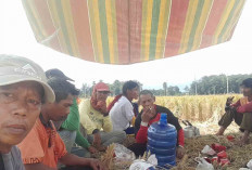 Petani Padi di Desa Sidoharjo Musi Rawas Diimbau Segera Olah Lahan, Sebelum Ramadan Padi Sudah Ditanam Kembali