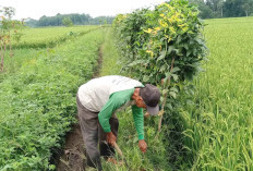 Petani di Musi Rawas Tanam Kacang Panjang di  Pamatang Sawah 