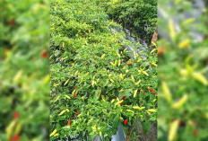 Pasca Lebaran Harga Cabai Rawit di Tingkat Petani di Musi Rawas Mulai Turun