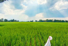 Petani di Lubuk Linggau Senang dan Tak Menyangka, Faktor Ini Dongkrak Produktivitas Hasil Panen