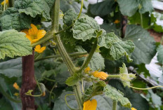 Kenali Ciri Tanaman Melon Diserang Penyakit Keriting dan Cara Pengendaliannya