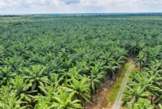 Ingin Bekerja di Kebun Kelapa Sawit, Berikut 4 Perusahaan Perkebunan Kelapa Sawit Terbesar di Indonesia