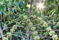 Petani Kopi Desa Pasenan Berharap Bantuan Peremajaan Bibit Kopi Dari Pemerintah