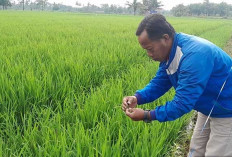 Tingkatkan Produksi Padi, PPL Musi Rawas Lakukan ini