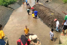 Warga Musi Rawas Manfaatkan Pengeringan Irigasi Air Satan untuk Cari Ikan