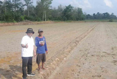 Hadapi Perubahan Cuaca Ekstrem, PPL di Musi Rawas Ajak Petani Lakukan Percepatan Tanam Padi