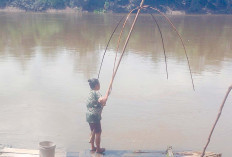 Sungai Musi Surut Warga Musi Rawas Mulai Panen Ikan Mudik