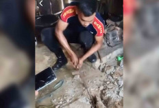 Damkar Musi Rawas Temukan Sarang Cobra di Dapur Warga 