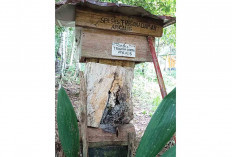 Warga Musi Rawas Konsisten Budidaya Lebah Madu Trigona, Harga Fantastis Tembus Rp 1 Juta Per Liter