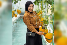 Jangan Malu jadi Petani, Nikmati Sensasi Petik Buah Melon Premium di Mentari Farm Musi Rawas
