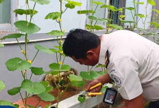 Komitmen Ketahanan Pangan, Lapas Narkotika Kelas IIA Muara Beliti Lakukan Pemantauan Rutin