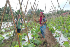 Cuaca Ekstrem, PPL di Musi Rawas Imbau Petani Rutin Lakukan Monitoring