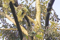 Pohon Durian Diserang Ulat Sudah Terkendali, Desember Diperkirakan Panen