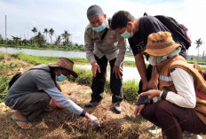 Kendalikan OPT Hama Tikus, Ini yang Dilakukan Petani di Musi Rawas 