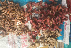 Penjualan Rempah di Pasar Moneng Sepati Ramai Saat Idul Adha