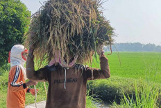 Diserang Hama Tikus Produksi Padi Menurun