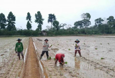 Dukung Swasembada Pangan, Petani di Musi Rawas Diajak Segera Lakukan LTT
