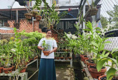 Hobi Jadi Peluang Usaha, Warga Musi Rawas Sukses Budidaya Anggrek