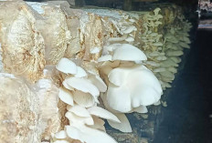 Permintaan Baglog Jamur Tiram Cukup Tinggidi Musi Rawas, Penjual Kewalahan Penuhi Pesanan Pembeli