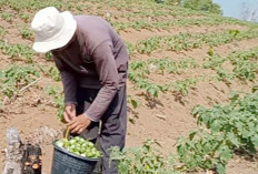 Manfaatkan Lahan Tidak Produktif Petani Desa E Wonokerto Musi Rawas Sukses Kembangkan Tanaman Terong