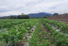 Harga Lagi Naik, Tapi Tanaman Terong di Musi Rawas Diintai Hama Layu Fusarium