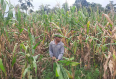 Olah Limbah Pertanian untuk Pakan Ternak